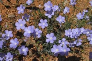 IMG_0181_1000x562