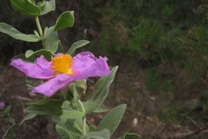 IMG_9684 (Medium)
