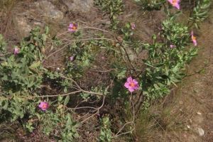 IMG_9689 (Medium)